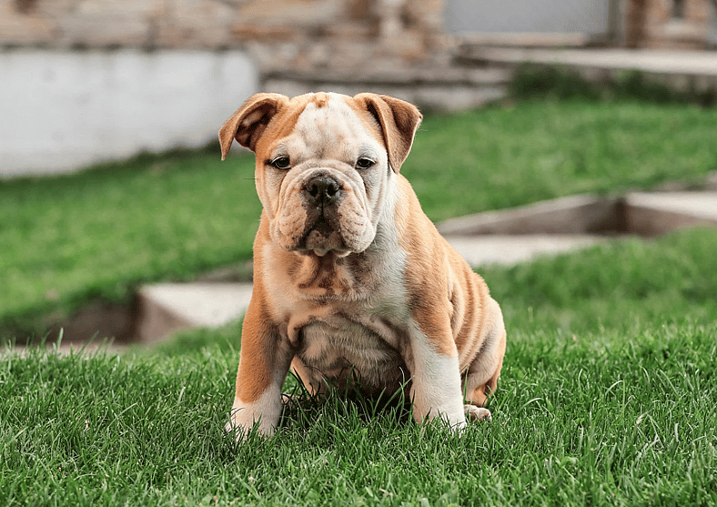 Mini Bulldog